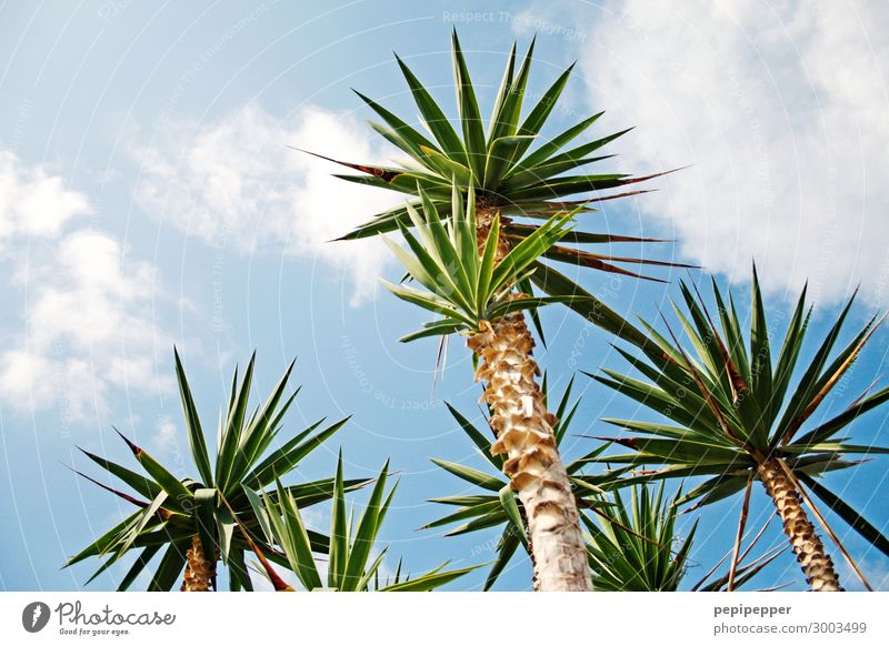 palm Vacation & Travel Tourism Summer Summer vacation Nature Sky Clouds Plant Tree Palm tree Beach Island Wood Blue Green Colour photo Exterior shot Deserted