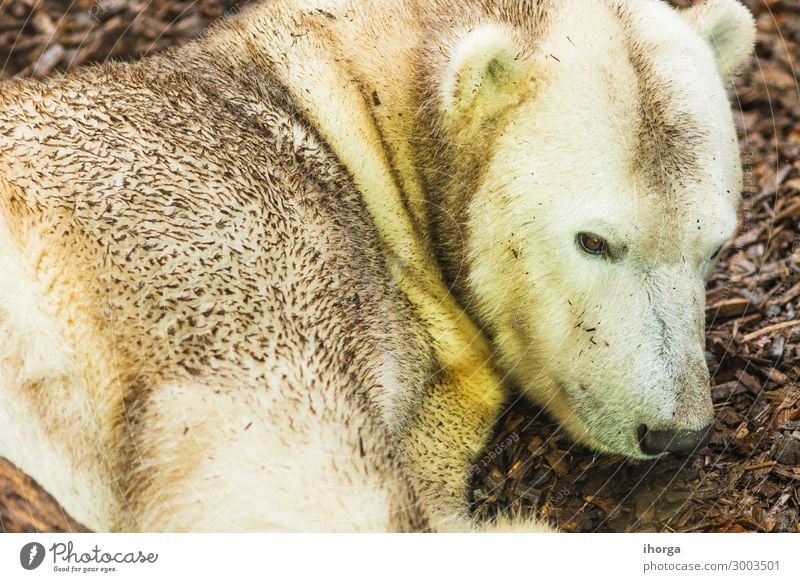 portrait of polar bear lying on the ground adult animal animals background bears beautiful beauty carnivore carnivorous claws closeup color conservation cute