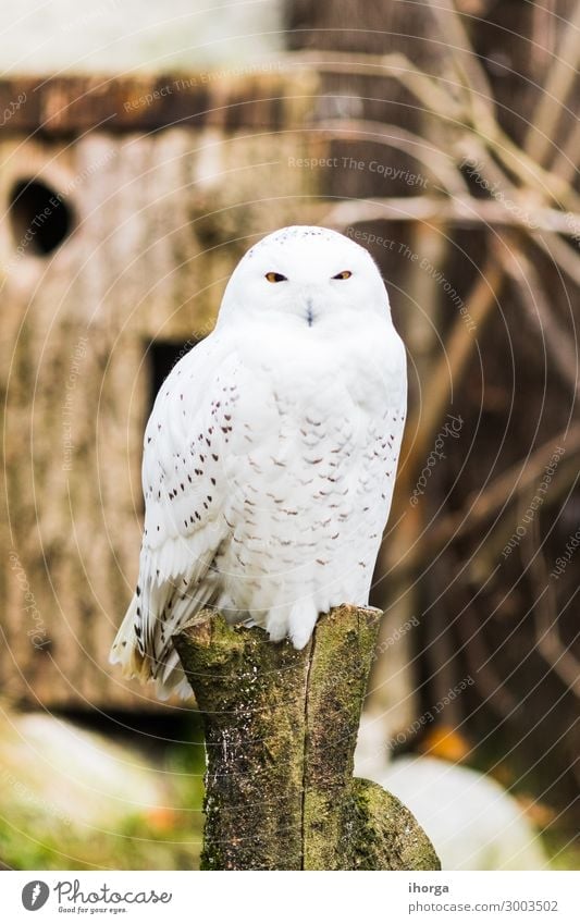 Snowy owl perched on a branch in spring Beautiful Life Hunting Vacation & Travel Nature Landscape Animal Park Wild animal Bird 1 Sit Funny Natural Cute White