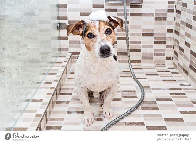 Cute wet puppy dog with foam on head in shower Lifestyle Leisure and hobbies Bathtub Bathroom Animal Pet Dog To enjoy Looking Jack Russell terrier Sit
