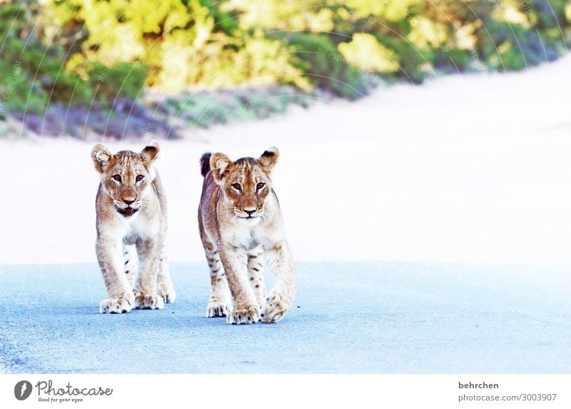 brothers lionheart Animal portrait Sunrise Sunlight Contrast Day Dawn Deserted Playing Hunting Animal protection Exterior shot Colour photo Dangerous Brave