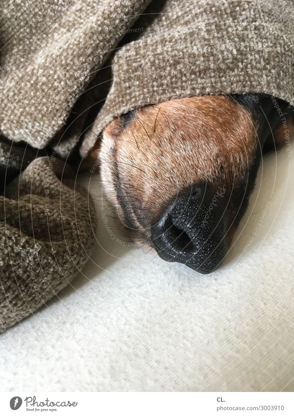 snoring nose Living or residing Bed Animal Pet Dog Animal face Dachshund Blanket Funny Cute Safety Protection Safety (feeling of) Love of animals Calm Fatigue