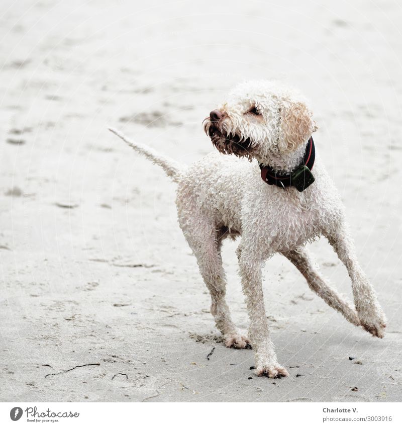 about-turn Nature Sand Beach Curl Animal Pet Dog Lagotto Romagnolo water dog 1 Movement Rotate Dance Romp Elegant Brash Happiness Bright Wet Cute Gray
