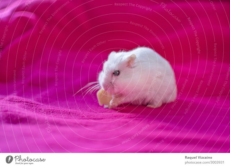 hamster eating a piece of cheese Cheese Animal Pet 1 Feeding Pink White Love of animals Hamster Rodent food seeds russian Mammal Strange Cage isolated