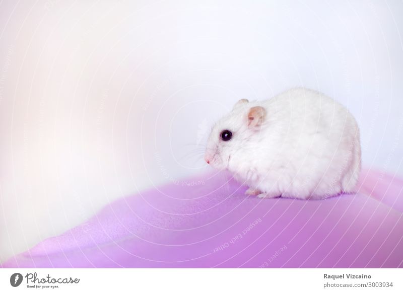 portrait of a white hamster Animal Mouse 1 Observe Looking Pink White Calm Self Control Curiosity roedor mascota comer comida alimentación semillas ruso