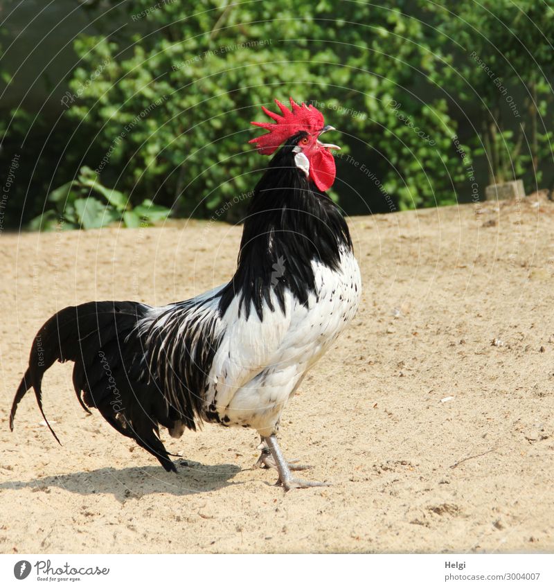 Proud black and white rooster stands in a henhouse and crows Environment Nature Plant Animal Sand Summer Bushes Pet Rooster 1 Scream Stand Authentic Uniqueness
