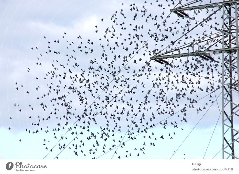 a flock of starlings flies to a power pole Energy industry Electricity pylon Cable Environment Nature Animal Sky Clouds Autumn Wild animal Bird Flock Movement