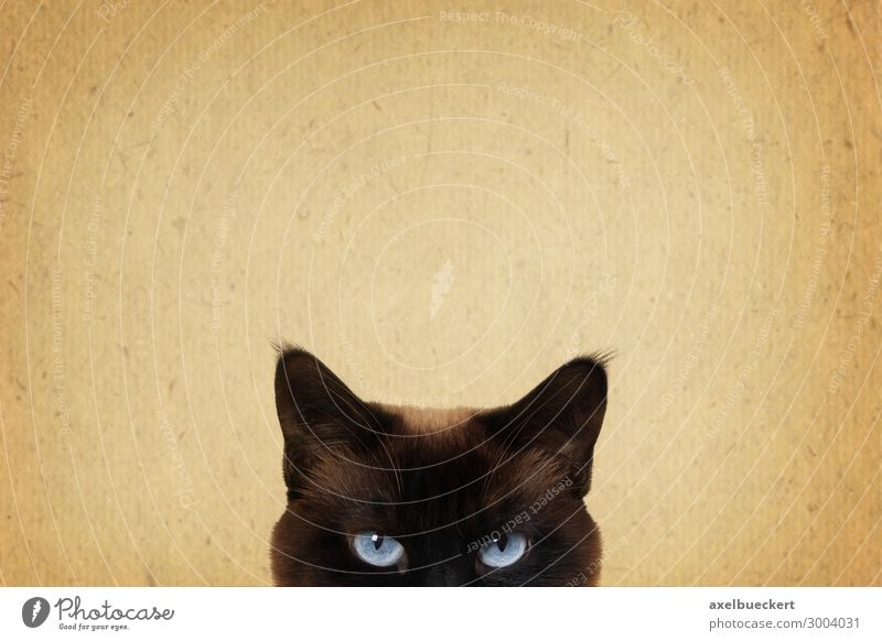 Cat observed Animal Pet 1 Threat Retro Brown Cat eyes Section of image Background picture Looking Curiosity Observe Surveillance Funny Structures and shapes