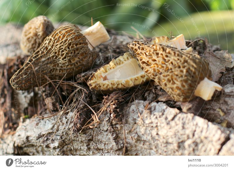 Mushrooms Pointed morels Environment Nature Plant Earth Spring Garden Forest Brown Yellow Black White Morels Hollow bark mulch Tree bark crushed