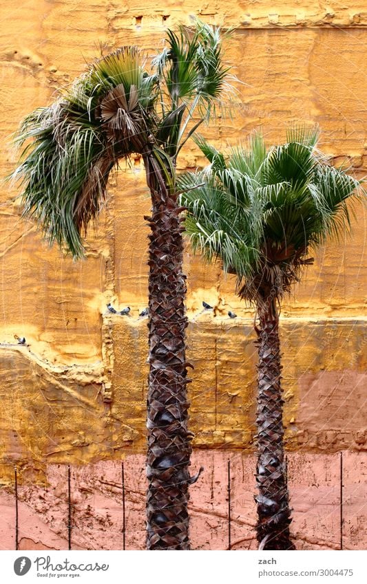 urban gardening Plant Tree Foliage plant Palm tree Barcelona Spain Town House (Residential Structure) Ruin Wall (barrier) Wall (building) Facade Growth Broken