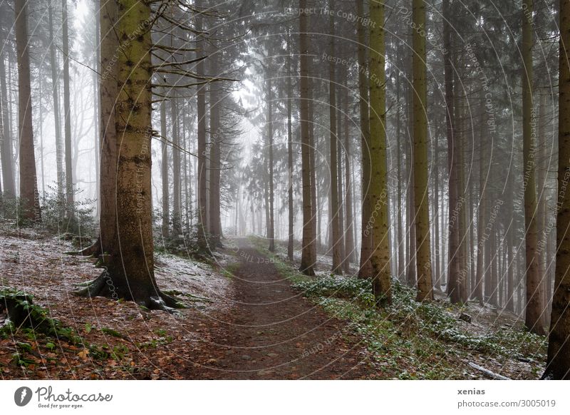 Forest path with fog and some snow Vacation & Travel Trip Adventure Winter Snow Hiking Environment Nature Autumn Climate Weather Fog Tree Fir tree Cold Brown