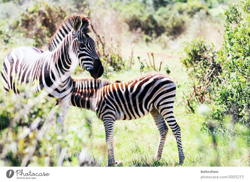Together Animal family Animal face Wanderlust Day Light Animal portrait Wilderness Deserted Exterior shot Colour photo Animal protection Bushes Nature