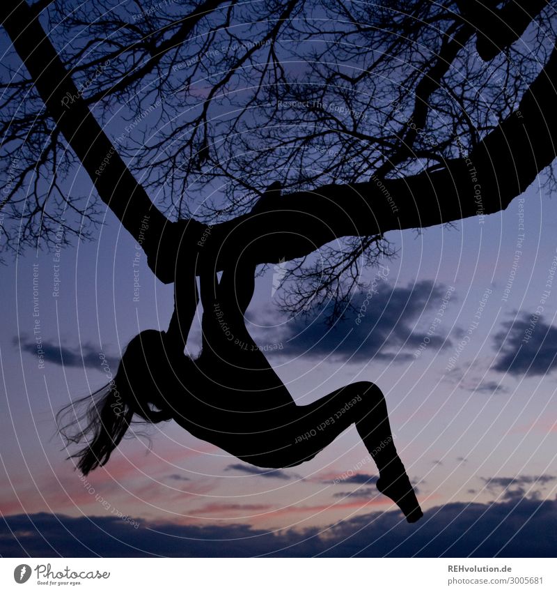 silhouette - young woman shimmying on a tree Silhouette Sunset Tree Climbing Hang long hairs Athletic Fitness Movement move Dynamics challenge Nature Sky Shadow