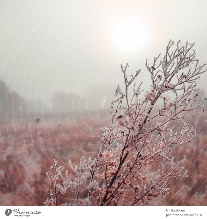 Nature - Winter Morning Environment Landscape Plant Drops of water Autumn Fog Ice Frost Field Bog Marsh Soft Romance Sadness Grief Calm mourning card Haze
