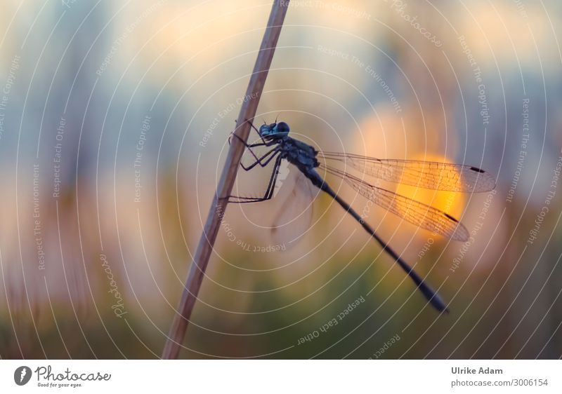 Dragonfly in the evening light Design Nature Animal Summer Field River bank Bog Marsh Dragonfly wings Insect 1 Crouch Wait Esthetic Natural Cute Wild Soft Blue