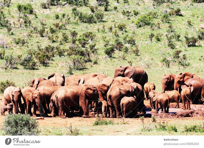 bathing day Love of animals Wilderness Wanderlust Respect Strong Force Massive Trip Tourism Vacation & Travel Freedom Far-off places addo elephant park