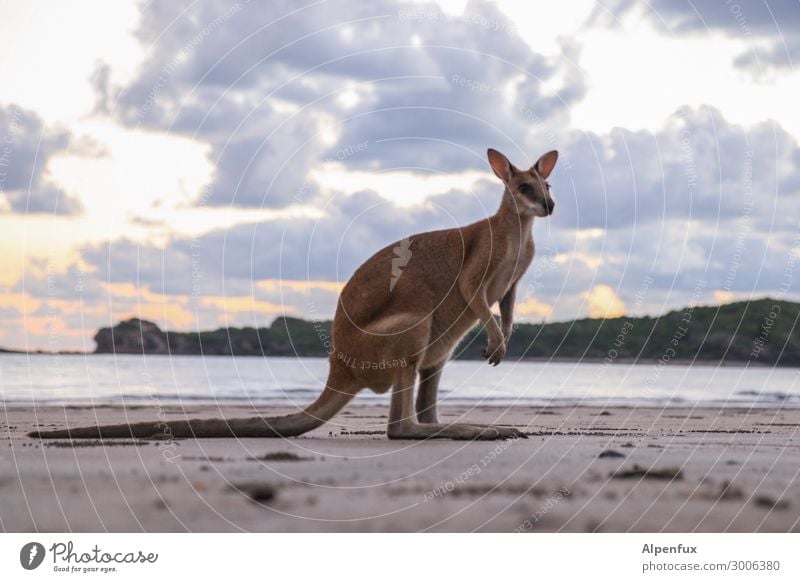Wallaby Environment Nature Animal Wild animal 1 Observe Looking Sit Stand Beautiful Cute Happy Contentment Joie de vivre (Vitality) Adventure Esthetic wallaby