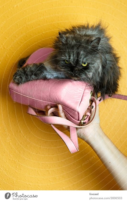 persian cat inside small pink bag Lifestyle House (Residential Structure) Human being Woman Adults Man Family & Relations Friendship Animal Cat Love