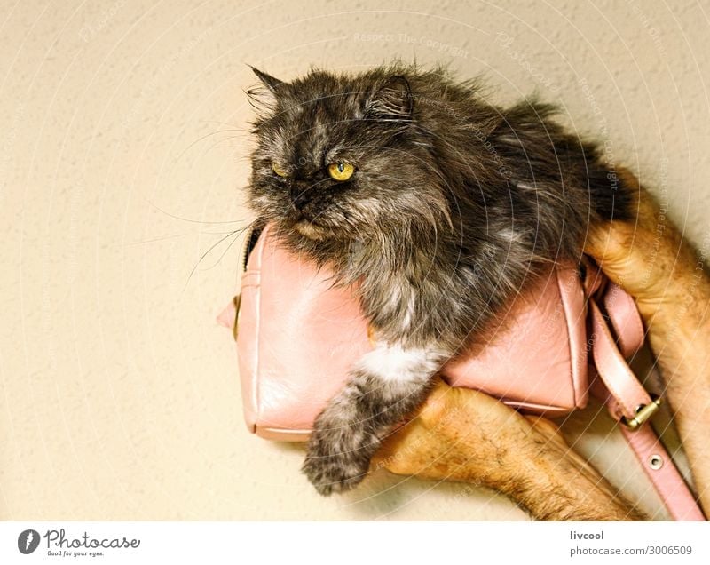 persian cat inside small pink bag II Lifestyle House (Residential Structure) Human being Woman Adults Man Family & Relations Friendship Animal Cat Love