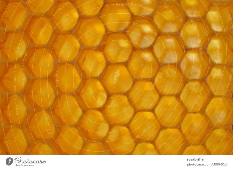 Honeycomb construction with... feel for it. Work of art Environment Nature Animal Farm animal Bee Honey bee Build Natural Sweet Yellow Gold Conscientiously