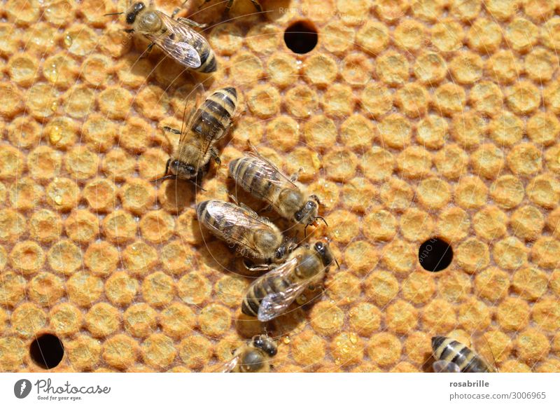 Covered brood in honeycomb valuable. Work and employment Environment Nature Animal Bee Insect Natural Diligent Environmental protection Honey-comb Honeycomb