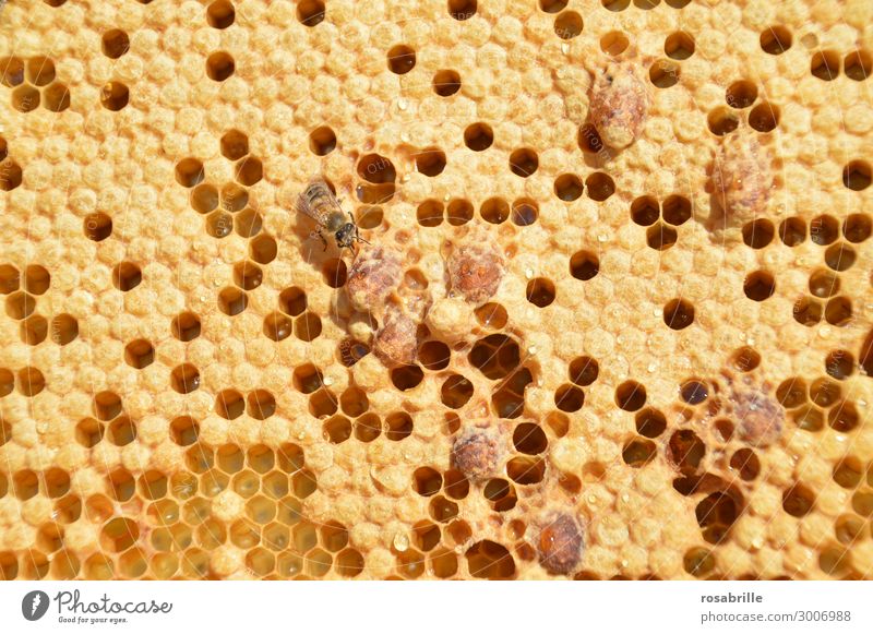 valuable| swarming mood in the beehive: brood cells covered and open with eggs and pins inside and queen cells on a honeycomb of a colony that is in swarming mood or had to get a queen
