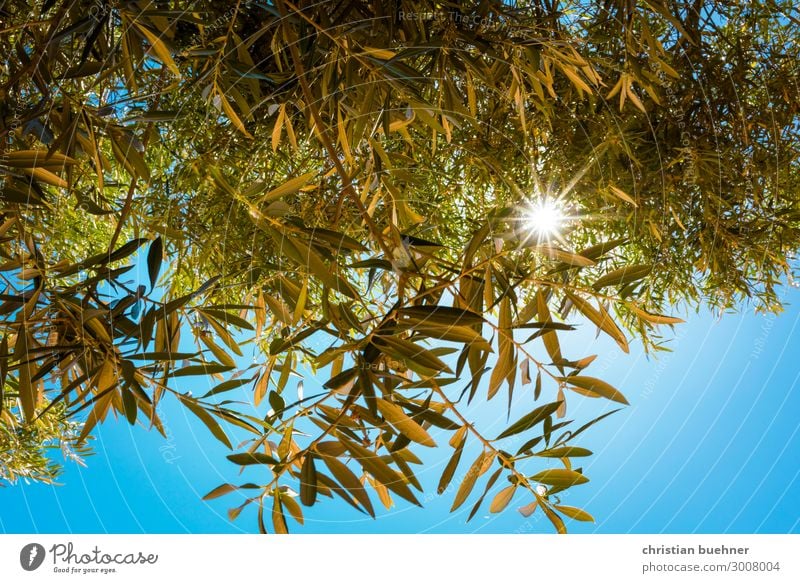 sunbeams shine through olive trees Olive tree Nature Sun twigs Bright spot Blue sky Hope beauty relaxed