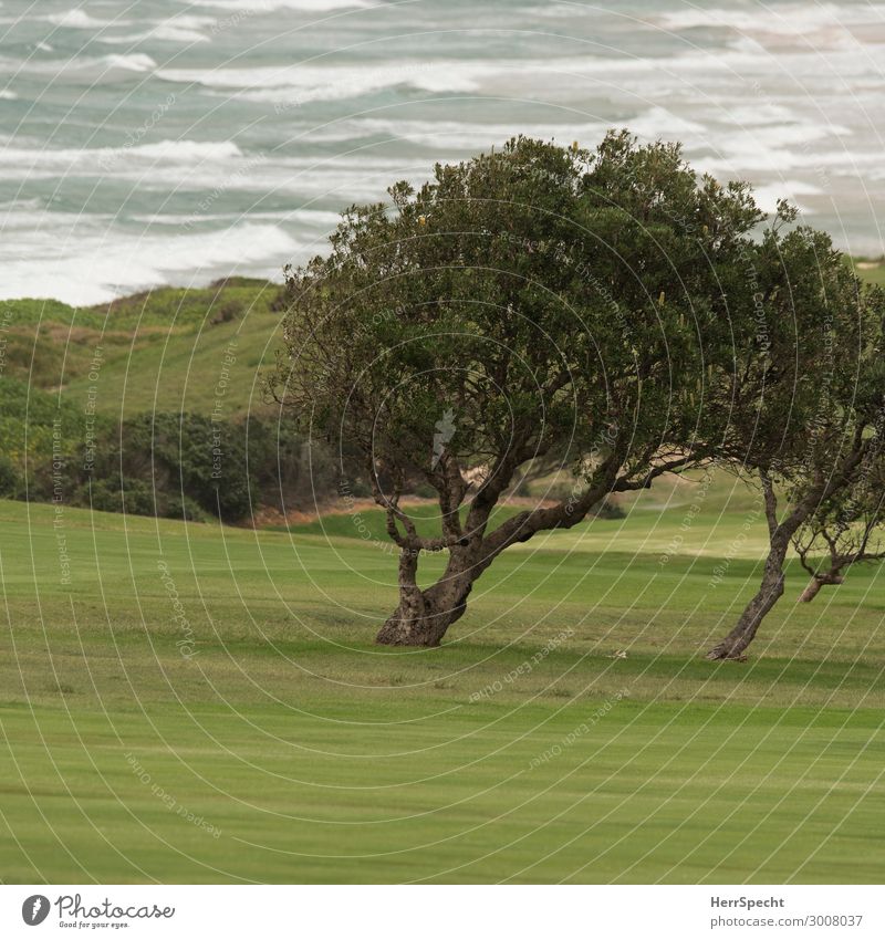 Garden by the sea Environment Nature Landscape Plant Bad weather Wind Tree Park Waves Coast Esthetic Maritime Beautiful Green Golf course Character Elements