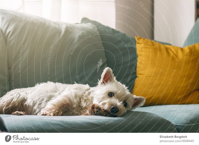 West Highland White Terrier dog lies comfortably on a sofa Pet Cozy Dog Relaxation Animal To enjoy Cuddly Beautiful Warmth Emotions Calm Peace Contentment