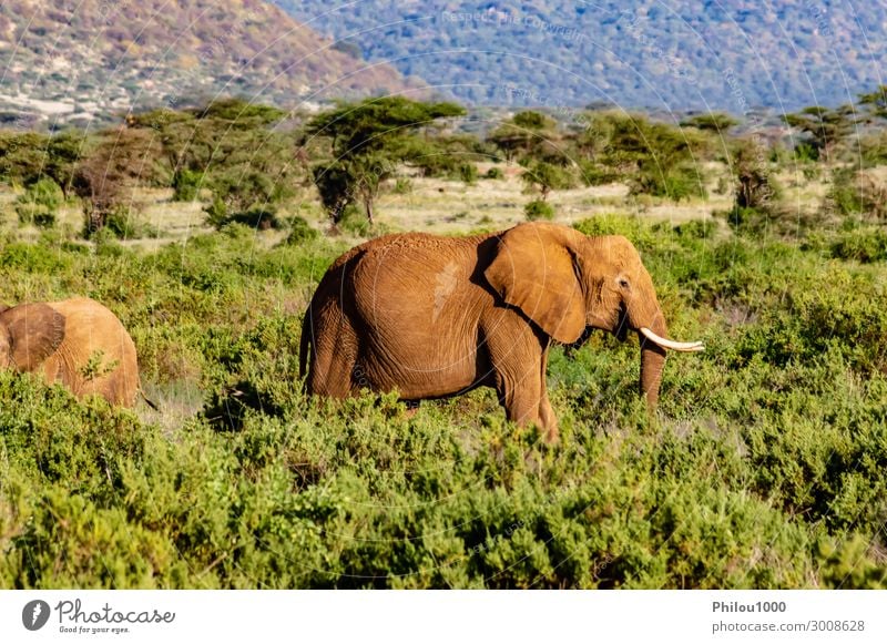 An old elephant in the savannah Playing Vacation & Travel Safari Nature Animal Park Large Africa Kenya Samburu african Battle Behavior big Elephant fight