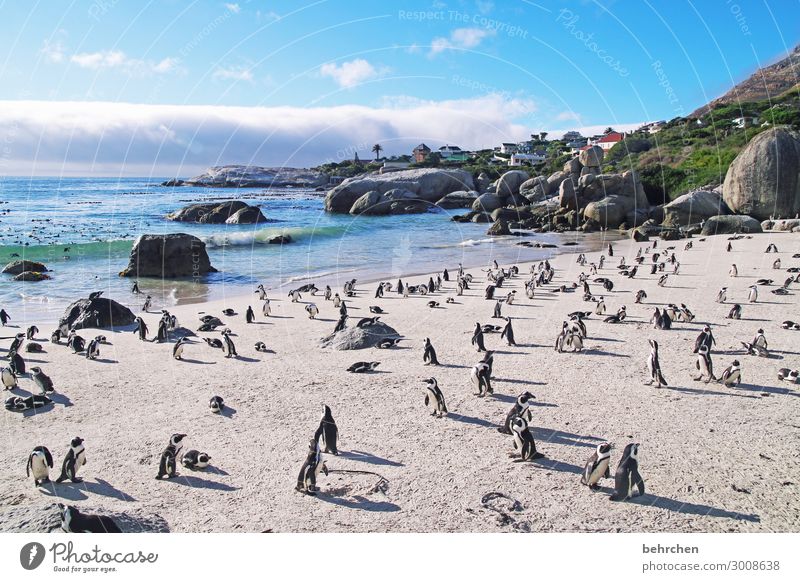 welttag der pinguine - die eisbären unter den vögeln Sunlight Shadow Light South Africa Cape Town Gorgeous Clouds Sky Stone Rock Wild Beautiful Fantastic Exotic