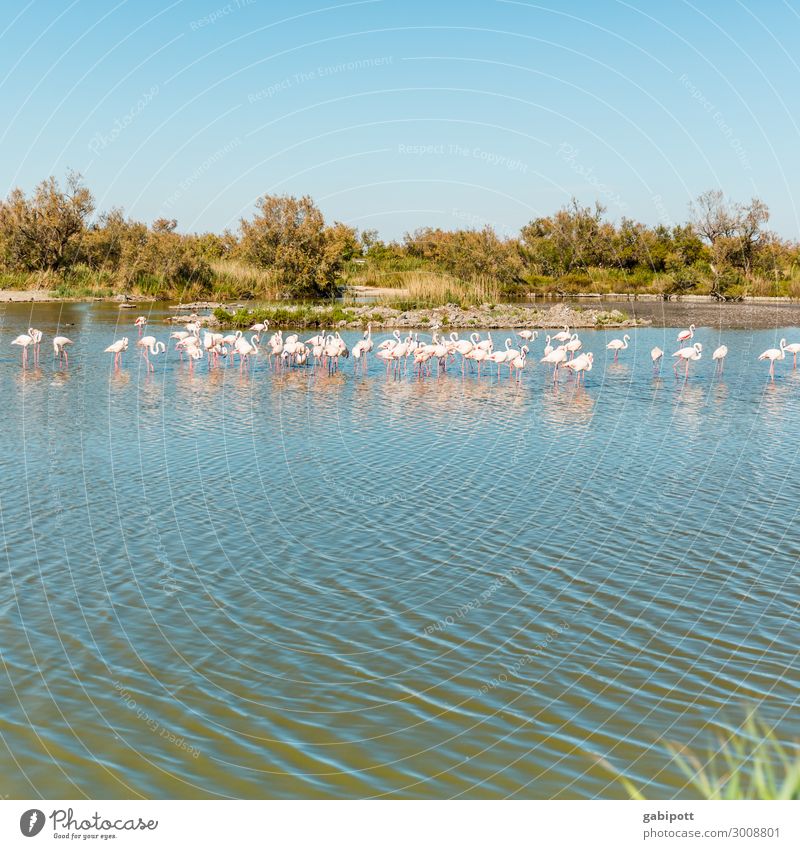 Flamingos / Camargue Environment Nature Landscape Water Sky Bushes Lakeside Bay France Animal Group of animals Pack Exotic Natural Blue Multicoloured Pink