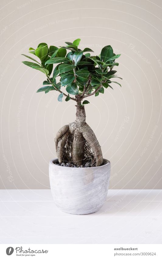 Ficus Ginseng Bonsai Leisure and hobbies Plant Tree Pot plant Small Bonsar Houseplant Flowerpot Root Fig ginseng Fig tree aerial root Minimalistic Miniature