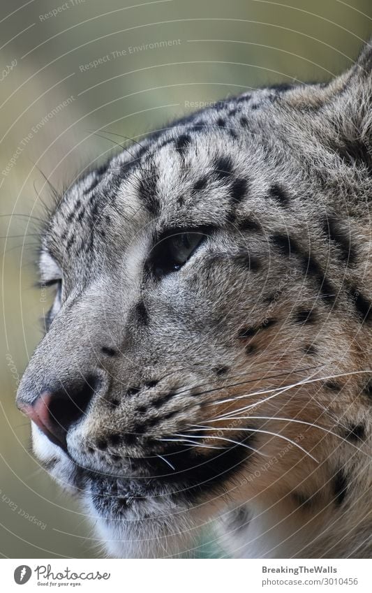 Close up side portrait of snow leopard looking away Nature Animal Wild animal Cat Animal face Zoo 1 Snow leopard Big cat Endangered species Cute Head Snout Eyes