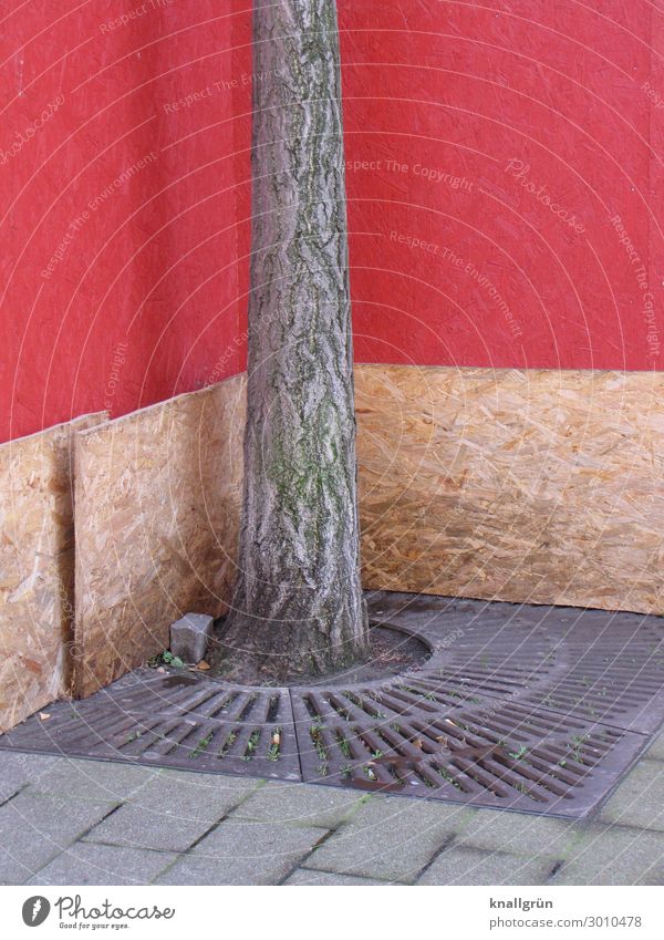 habitat Plant Tree Town Downtown Pedestrian precinct Wall (barrier) Wall (building) Brown Gray Red Emotions Concern Life Nature Far-off places Survive