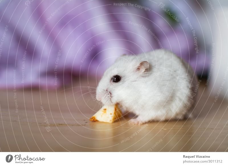 White hamster eating Cheese Eating Teeth Animal Pet 1 Diet Rodent Russian food eyes Feed Strange Mammal Colour photo Interior shot Copy Space left Twilight