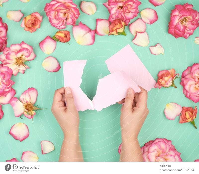 two hands hold an empty pink sheet Design Beautiful Summer Decoration Feasts & Celebrations Wedding Birthday Business Hand Plant Flower Leaf Blossom Paper