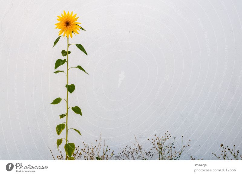 Rare natural spectacle Summer Flower Sunflower Wall (barrier) Wall (building) Blossoming Simple Colour photo Exterior shot Deserted Copy Space right