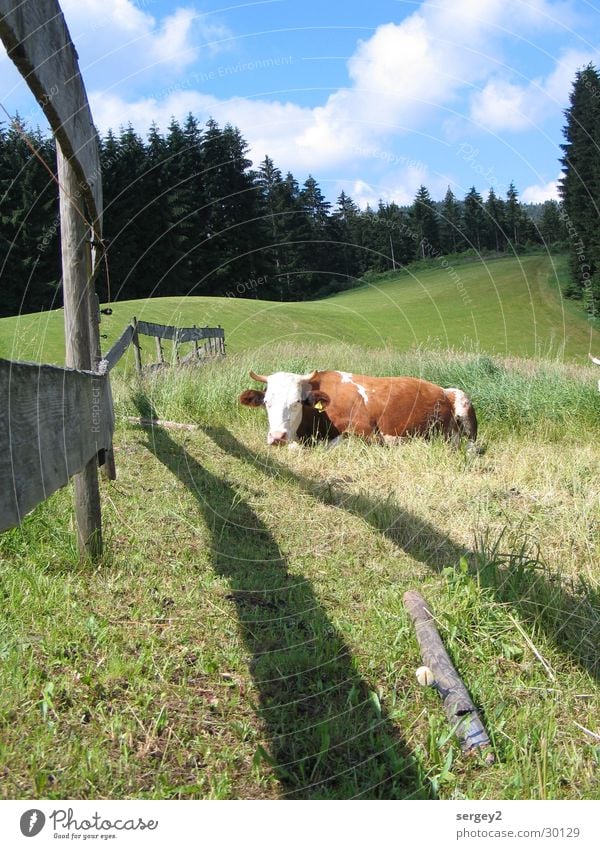 purring cow Meadow Cow Fence Agriculture Fir tree Forest Clouds Calm Nature Sky Shadow Pole