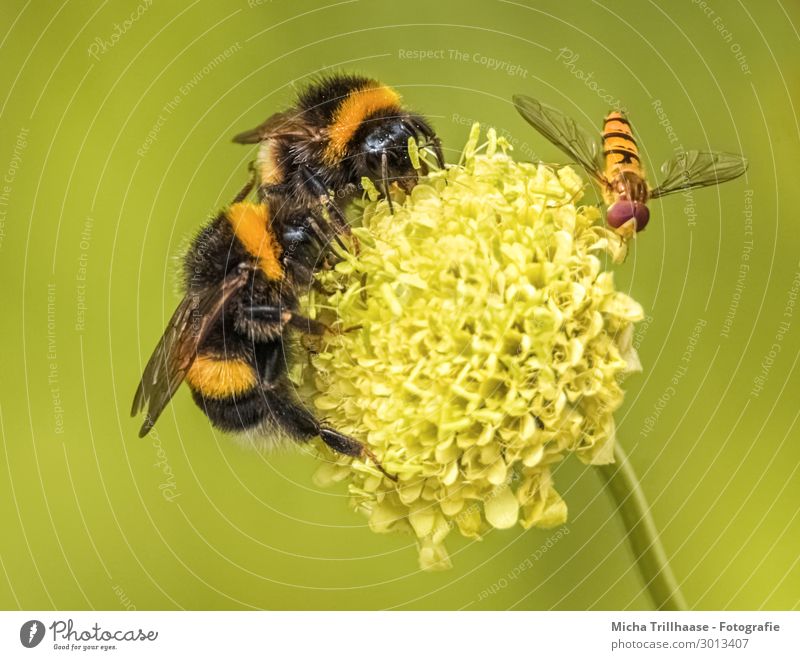 Bumble bees and hover flies on a flower Nature Plant Animal Sunlight Beautiful weather Flower Blossom Wild animal Fly Bee Animal face Wing Hover fly bomb Eyes