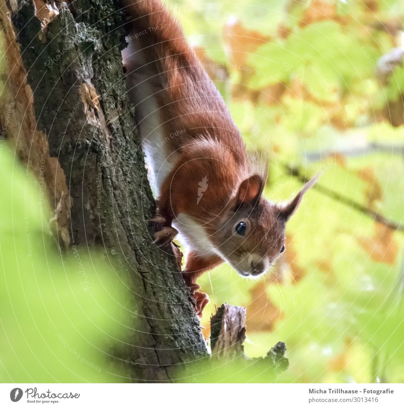 Curious squirrel on tree trunk Nature Plant Animal Sunlight Beautiful weather Tree Leaf Wild animal Animal face Pelt Claw Squirrel Head Eyes Ear Nose 1 Observe