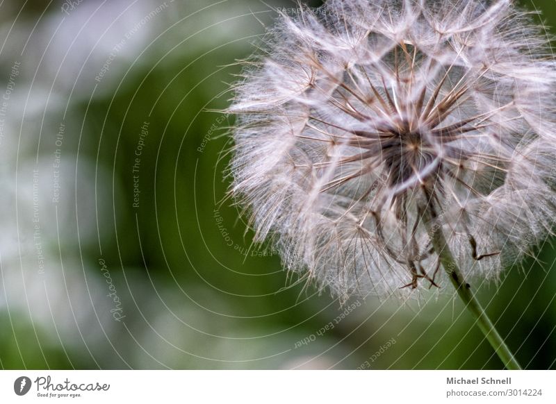 Dandelion before the wind Environment Nature Plant Brave Beautiful Delicate Colour photo Close-up Macro (Extreme close-up) Copy Space left Day