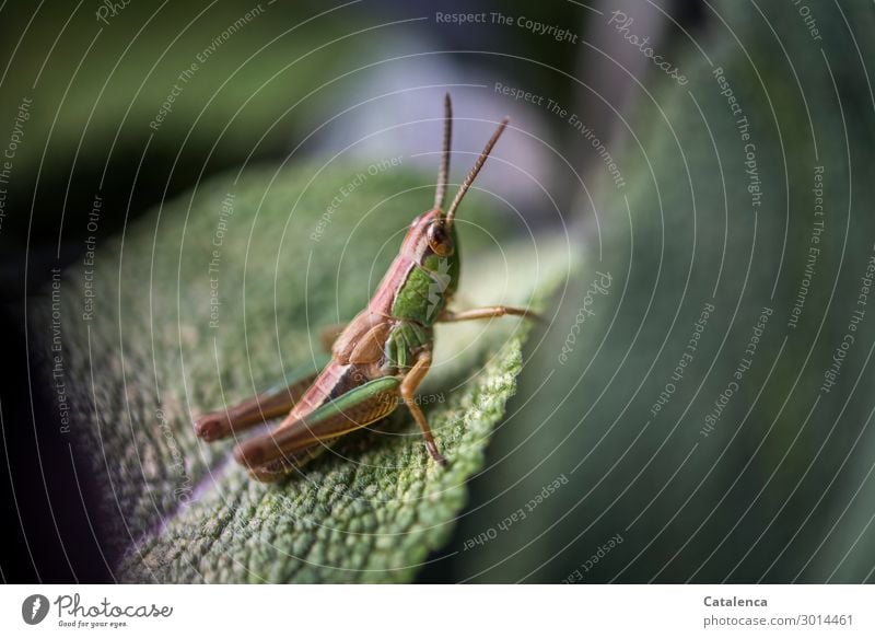 On the jump, a grasshopper sits ready to jump on a sage leaf Nature Animal Summer Plant Leaf Sage Garden Wild animal Insect Dryland grasshopper Locust 1 Crouch