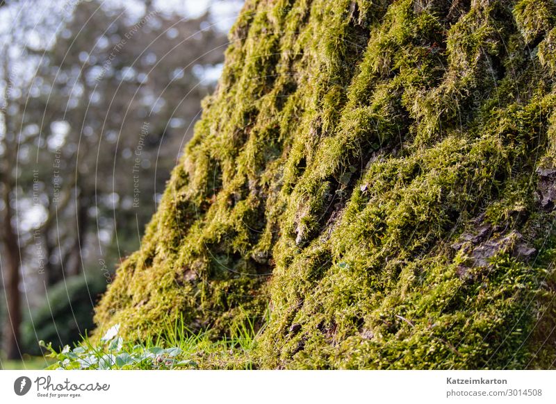 mossy Nature Landscape Animal Summer Garden Park Meadow Forest Wood Glass Illuminate Growth Overgrown Moss Tree Tree trunk Plant Green Background picture