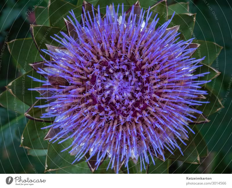 Artichoke flower structure Food Vegetable Nutrition Exotic Garden Nature Plant Summer Blossom Agricultural crop Field Blossoming Growth Delicious Violet
