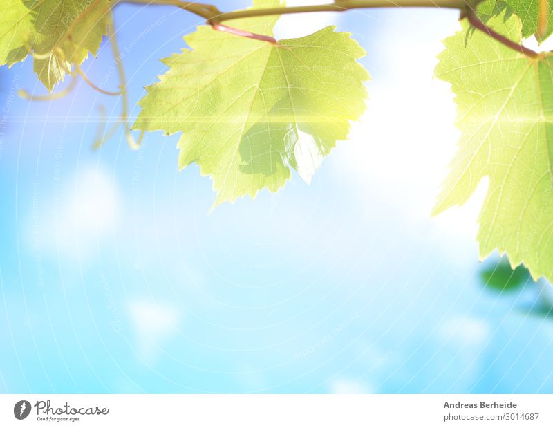 vine leaves Summer Agriculture Forestry Nature Leaf Quality Growth freshness close harvest agricultural vineyard wine autumn sky sun branch environment sunlight