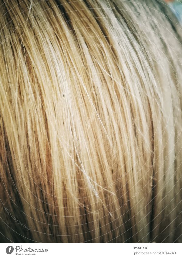 toasting Hair and hairstyles Blonde Long-haired To fall Yellow Gray toenung Colour Colour photo Close-up Detail Abstract Pattern Structures and shapes