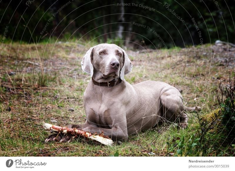 R.I.P. Tia Trip Hiking Grass Meadow Forest Animal Pet Dog Observe Friendliness Trust Safety Loyal Love of animals Hound Weimaraner Colour photo Subdued colour