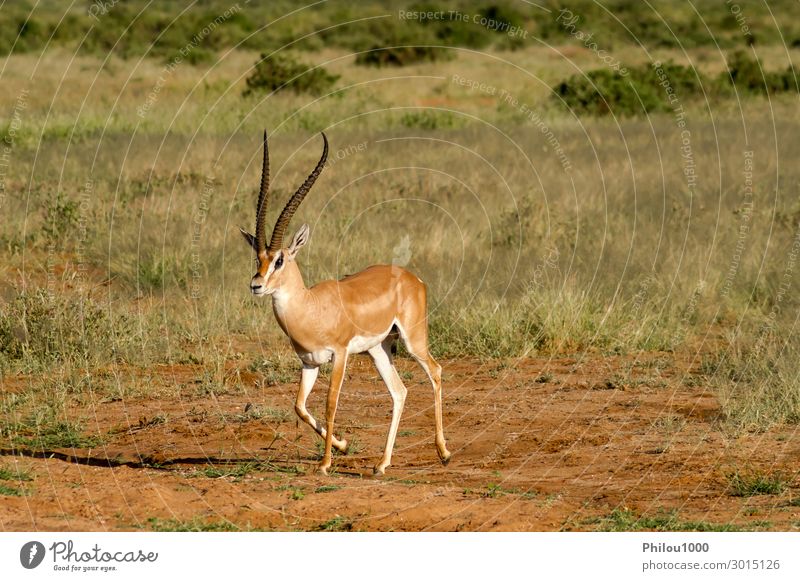Young female antelope in the savannah of Samburu Beautiful Safari Woman Adults Man Nature Animal Park Natural Wild Africa Kenya african Antelope fauna Gazelle