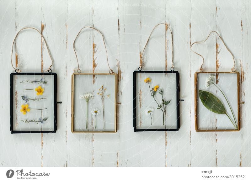 dried flowers in a glass frame - a Royalty Free Stock Photo from Photocase
